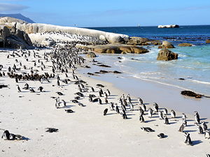 The Boulders Penguin Colony