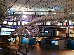 A blue whale skeleton at the Iziko South African Museum