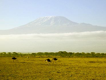 Ostriches on the plains; Kilimanjaro in the background. (© mattbuck , CC-BY-SA-4.0)