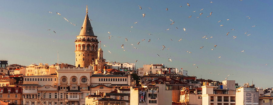 Birds flying over the houses of Istanbul, Turkey