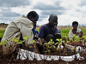 Men and women harvesting groundnuts at an agricultural research station in Malawi (© Swathi Sridharan, CC BY-SA 2.0)