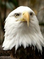 A bald eagle at the National Zoo, one of Washington's best family activities