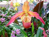 A colurful orchid in the Atlanta Botanical Gardens