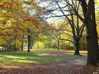 The Tiergarten in Autumn (© Daderot, CC0).