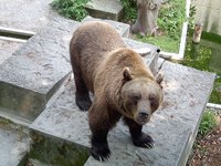 The Bear Park in Bern.