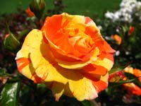 An orange and red rose in Bern's Rosengarten