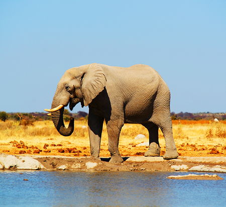 An elephant standing close to the water near Tutume village in Botswana