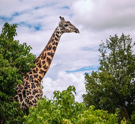 A giraffe at the Chobe National Park in Botswana