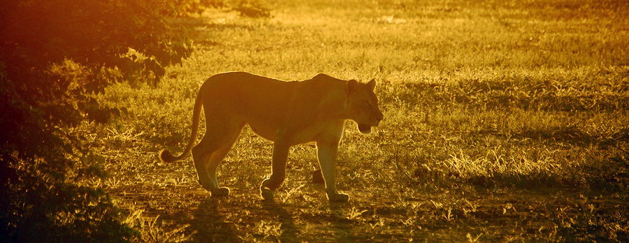 A lioness strolling during sunset near Tuli in Botswana