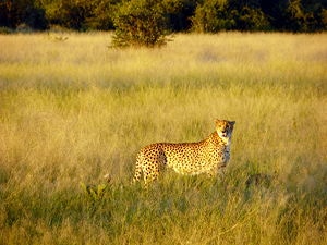 A cheetah/gepard in Chobe National Park, Botswana
