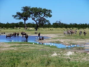 Gnus and Zebras in Chobe National Park, Botswana