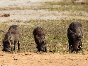 Common warthogs (Phacochoerus africanus) in the banks of the Chobe River.