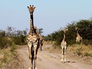 Giraffes at the Makgadikgadi Basin in Botswana