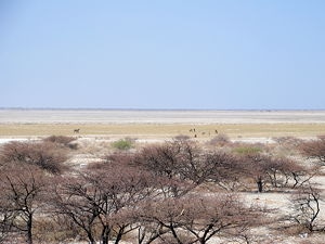 Makgadikgadi Basin - Botswana