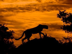 A cheetah is silhouetted against a sunset in the delta