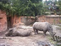 White Rhinos at Budapest Zoo