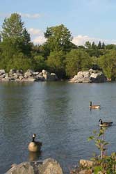 Ducks at Prince's Island.