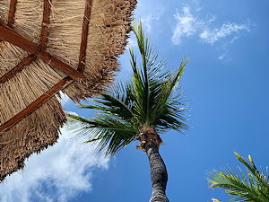 Palm trees and huts at the beaches of Cancun
