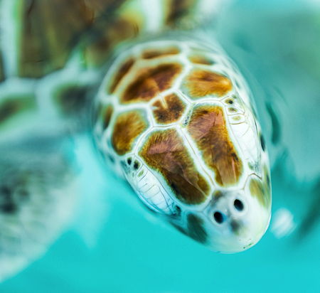 Cancun is famous for its wildlife and turtles