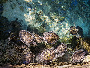 Turtles at the beaches of Xcaret
