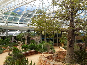 Greenhouse at the Kirstenbosch National Botanical Garden