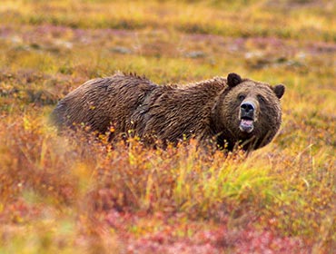 Grizzly bears in Denali, Alaska