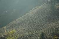 A Darjeeling tea plantation.  Click to enlarge image.