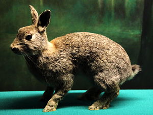 Oryctolagus cuniculus at Geneva museum of Natural History
