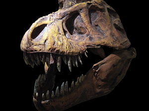 Tyrannosaurus skull at the Muséum d'histoire naturelle de Genève