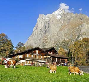 Alpine cows grazing underneath the Eiger in Grindelwald
