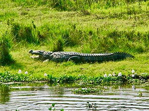CAn enormous crocodile basking in Chitwan National Park
