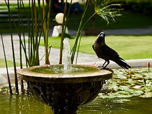 A crow in Kathmandu's Garden of Dreams (© Thomas Luhrmann, CC-BY-ASA-3.0)