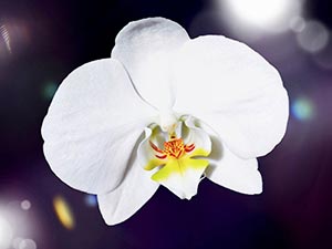 The impressive orchids at the Royal Botanical Gardens, Kathmandu.