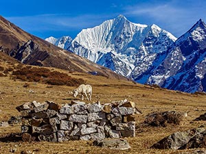 A horse grazing in the Kyanzin Valley, Langtang (© Prakash Budha, CC-BY-ASA-3.0)