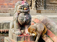A monkey exploring statues around Pashupatinath Temple