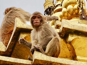 Monkeys eating at Swayambhunath
