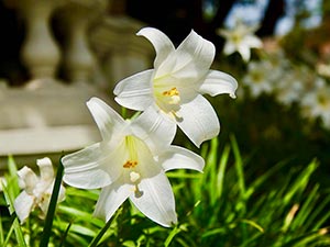 An orchid in Kathmandu's Garden of Dreams (© Thomas Luhrmann, CC-BY-ASA-3.0)
