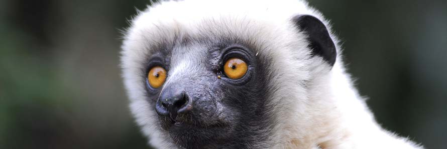 Madagascar is famous for its Lemurs (© Jean-Louis Vandevivère, CC-BY-ASA-2.0)