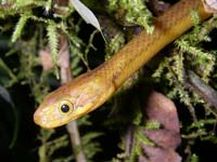 A tree snake in Ranomafana National Park (© Axel Strauß, CC-BY-ASA-3.0)