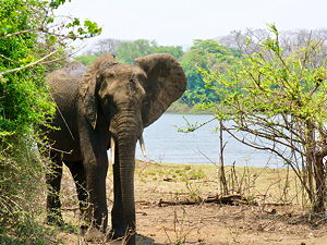 A picture of an elephant taken at the Majete Wildlife Reserve in Malawi (© David Davies, CC BY-SA 2.0)