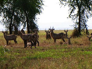 Waterbucks in Gorongosa National Park, Mozambique