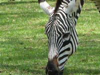 A Zebra at Lake Naivasha (© Ahero dala, CC-ASA-BY-4.0 International).