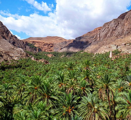 Palm trees in the gorges around Ouarzazate, Morocco
