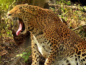 A Leopard at the Zoo in Pune, India
