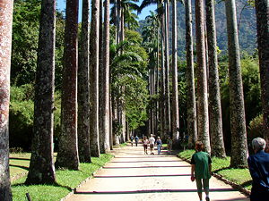 A palm tree avenue (landscape allée) of Roystonea oleracea palms