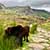 Wild ponies close to Lake Ogwen