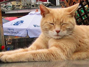 The Feline Mayor of Talkeetna: Mr. Stubbs (© Jenni Konrad, CC BY-SA 2.0)
