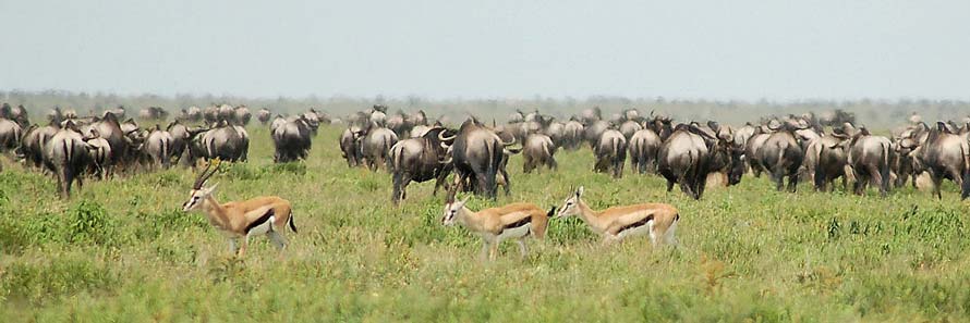 The great Wildebeest Migration, Serengeti National Park (© Joachim Huber, CC-BY-ASA-3.0)