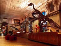 The dinosaur hall at the Naturhistorisches Museum Wien (© Domser, CC-BY-ASA-3.0)