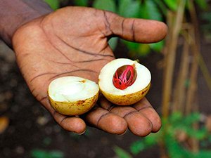 Fresh nutmeg from a Zanzibar spice plantation
